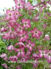 Clematis 'I AM&trade;&reg; HAPPY' ('Zoiamha�)